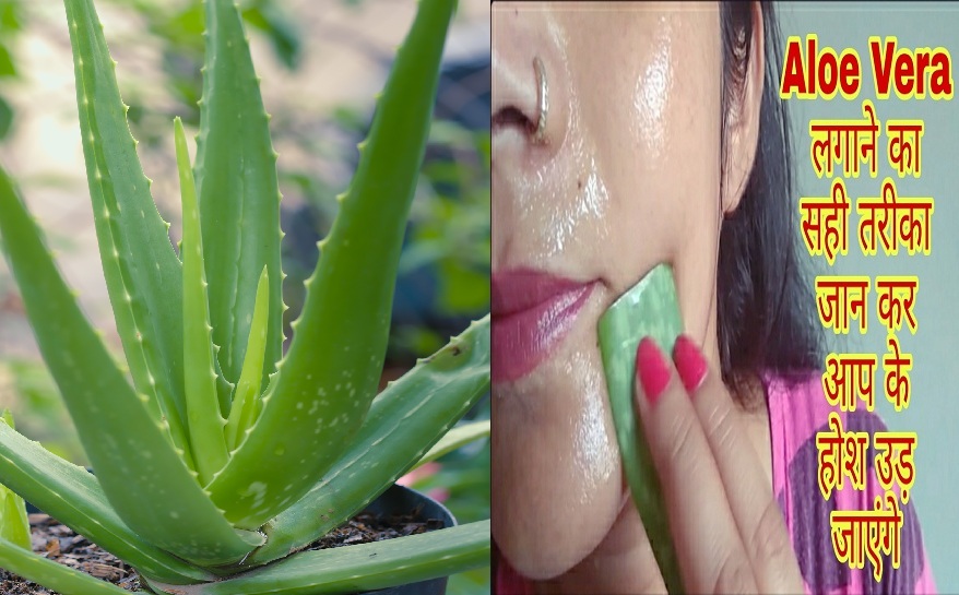 Right Way to Apply Aloe Vera on Face - Aloe Vera Lagane Ka Sahi Tarika |  Hit Beauty Tips